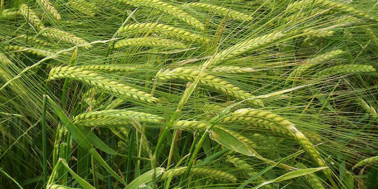 गहुँबालीमा सिन्दूरे रोग लाग्न सक्ने भएको सचेत रहन किसानलाई आग्रह