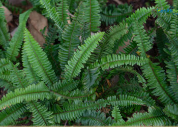 पानी अमलाको घाँस बेचेर मासिक २० हजार आम्दानी गर्दै दोलखावासी