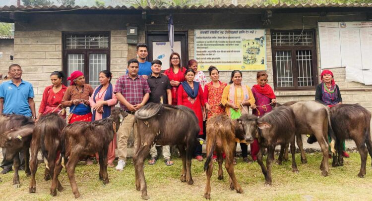 बलेफीमा एकल महिलाको आयआर्जन बढाउन उन्नत जातका पाडी बितरण
