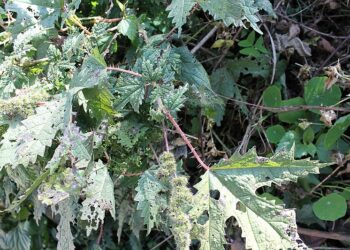 वन, बारीमा पाइने अल्लो दोलखाका महिलाको आम्दानीको स्रोत बन्दै