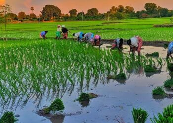 बागमती प्रदेशको ७० प्रतिशत भन्दा बढी क्षेत्रफलमा सकियो रोपाई, काभ्रेमा ७४ प्रतिशत