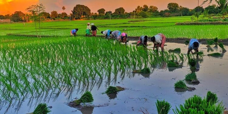 बागमती प्रदेशको ७० प्रतिशत भन्दा बढी क्षेत्रफलमा सकियो रोपाई, काभ्रेमा ७४ प्रतिशत