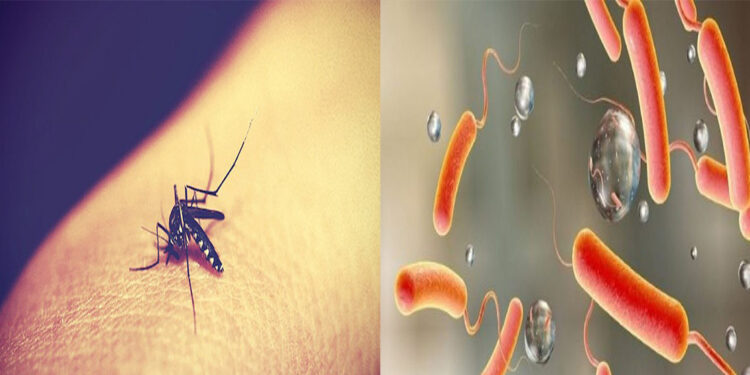 डेङ्गी र हैजाको सङ्क्रमण बढ्दोः खानपान र सरसफाइमा ध्यान दिन सुझाव