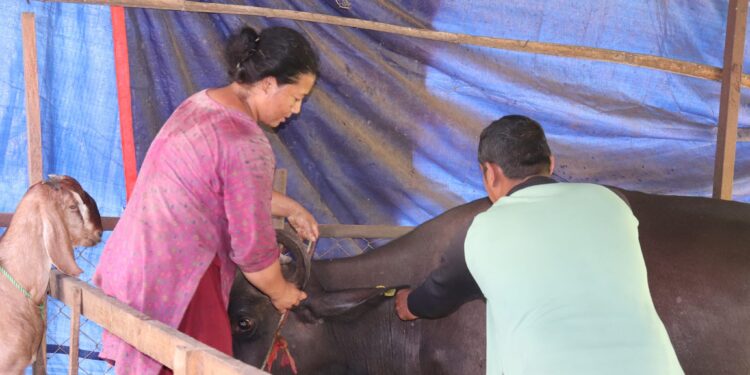 रोशीमा लम्पी स्किन रोग बिरुद्धको सप्ताहव्यापी खोप अभियान