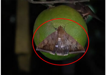 जुनारमा पुतलीको प्रकोपले सिन्धुलीका किसानहरु चिन्तामा, एउटा पुतली मारेको २ रुपैयाँ पुरस्कार