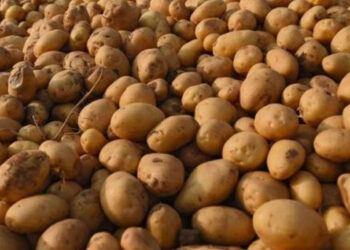 आलु उत्पादन घट्ने भएपछि पनौति नगरपालिकाका किसान चिन्तित