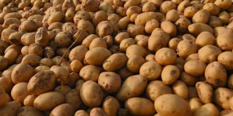 आलु उत्पादन घट्ने भएपछि पनौति नगरपालिकाका किसान चिन्तित