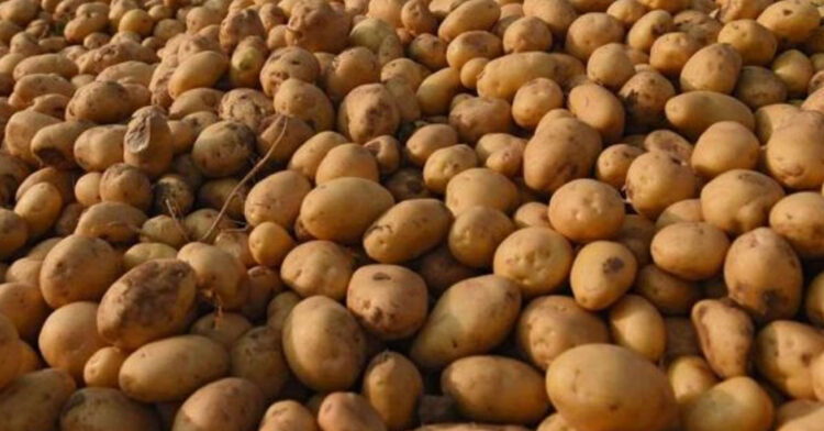 आलु उत्पादन घट्ने भएपछि पनौति नगरपालिकाका किसान चिन्तित