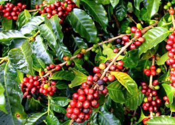 नेपाली कफी अन्तर्राष्ट्रिय बजारमा अब्बल