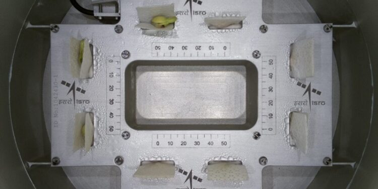 भारतले अन्तरिक्षमा पठाएको काउलीको बिउमा टुसा पलायो