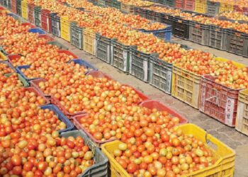 भारतीय सस्तो गोलभेँडाको अत्यधिक आयातले सर्लाहीका किसान संकटमा