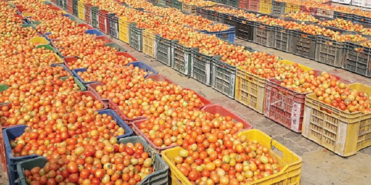 भारतीय सस्तो गोलभेँडाको अत्यधिक आयातले सर्लाहीका किसान संकटमा