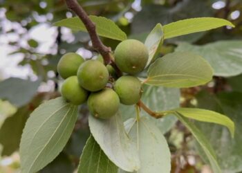 बनेपाको बुद्धचित्त माला चोरी घटनामा संलग्न महाभारतका ३ जना पक्राउ