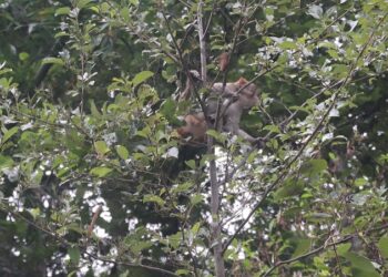 बाँदरको आतङ्कले बाग्लुङको ग्रामीण बस्ती नै रित्तिँदै