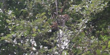 बाँदरको आतङ्कले बाग्लुङको ग्रामीण बस्ती नै रित्तिँदै