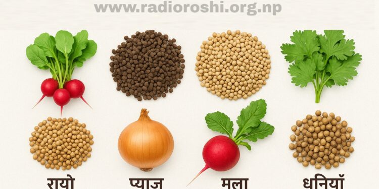 भोलि रोशी–३ मा किसानहरूलाई तरकारीको बीउ र मिनिकिट वितरण गरीदै