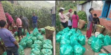 सिपालीमा काक्रो उत्पादन प्रशस्त, तर पुल नहुँदा बजार पुर्याउन समस्या