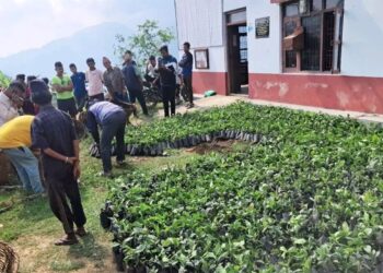 काभ्रेको महाभारतमा सात हजार कफीका बिरुवा वितरण