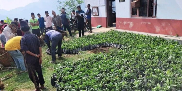 काभ्रेको महाभारतमा सात हजार कफीका बिरुवा वितरण